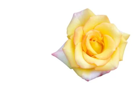 Yellow rose Stock Photos
