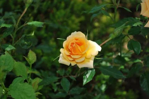 Yellow rose Stock Photos