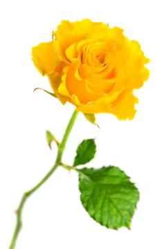 Yellow rose Foto stock