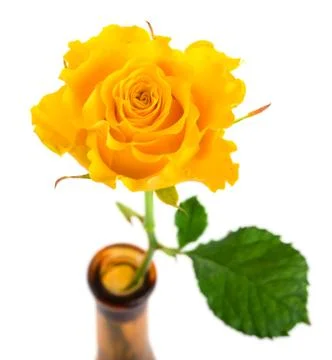 Yellow rose Stock Photos