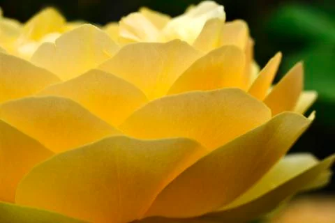 Yellow rose Stock Photos