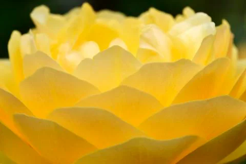 Yellow rose Stock Photos