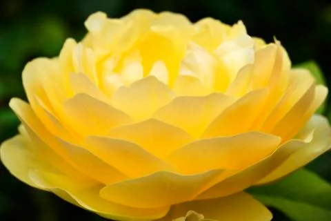 Yellow rose Stock Photos