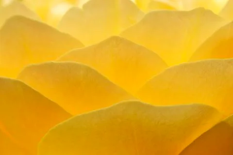 Yellow rose Stock Photos