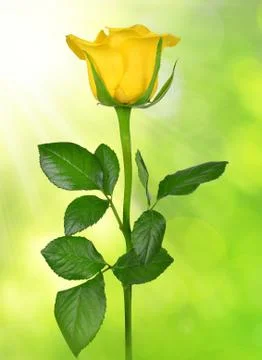 Yellow rose  Stock Photos