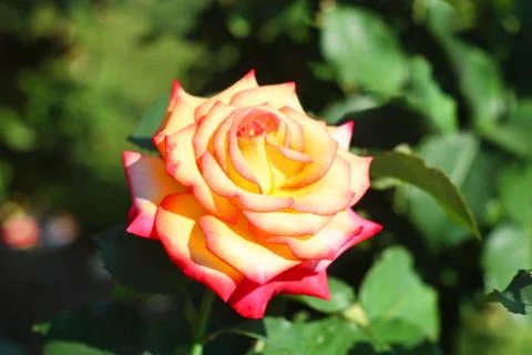 Yellow Rose Photos