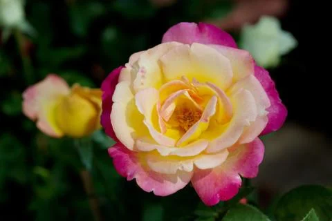 Yellow rose Stock Photos