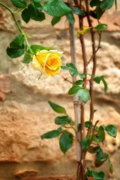 Yellow rose Stock Photos