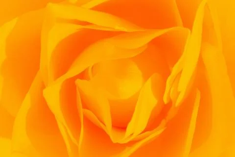 Yellow rose Stock Photos