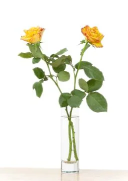 Yellow rose Stock Photos