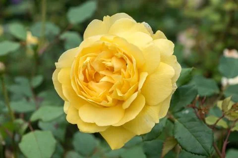 Yellow Rose Stock Photos