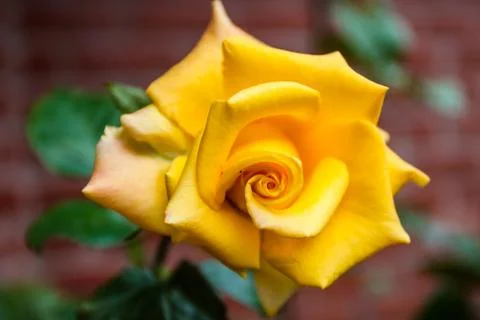 Yellow rose Stock Photos