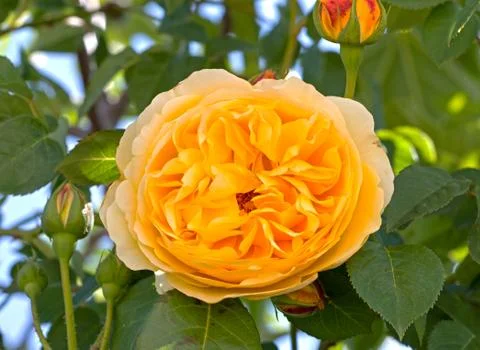 The yellow rose Foto stock