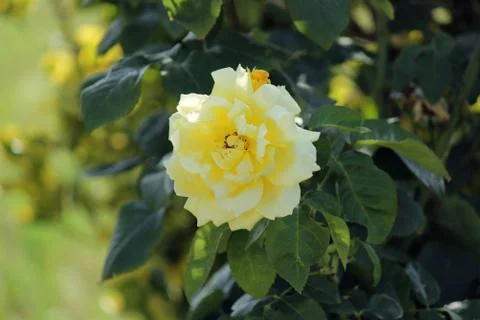 Yellow rose Stock Photos