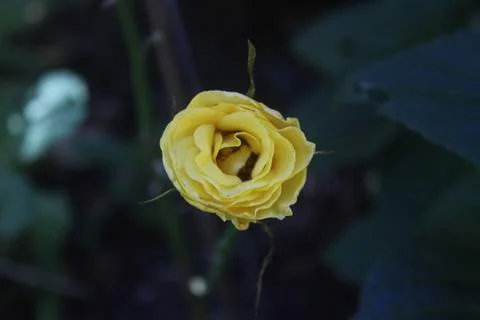 Yellow Rose Stock Photos