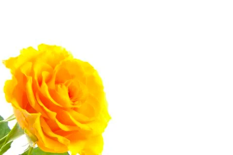The yellow rose Stock Photos