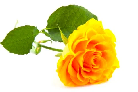 Yellow rose Stock Photos