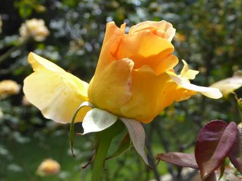 Yellow Rose Stock Photos