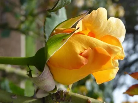 Yellow Rose Stock Photos