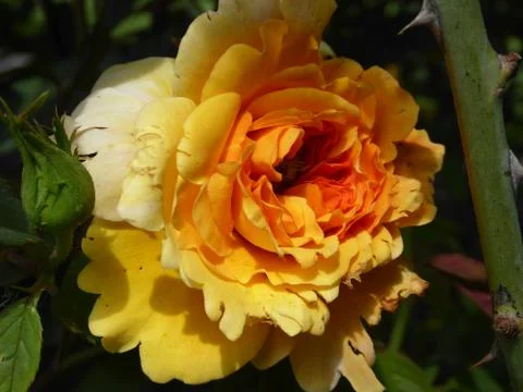 Yellow Rose Stock Photos