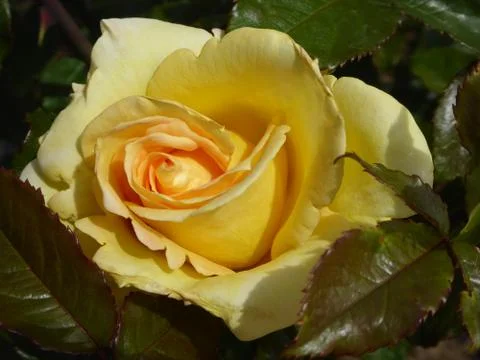 Yellow Rose Stock Photos
