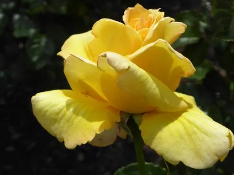 Yellow Rose Stock Photos