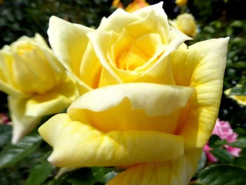 Yellow Rose Stock Photos