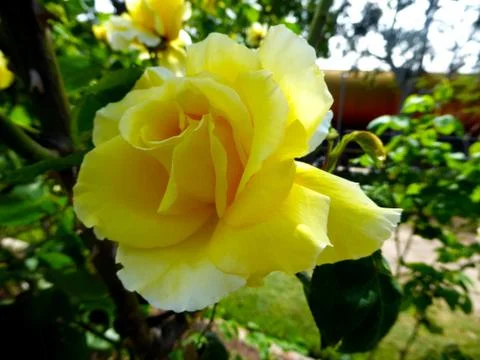 Yellow Rose Foto stock