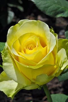 Yellow rose Stock Photos