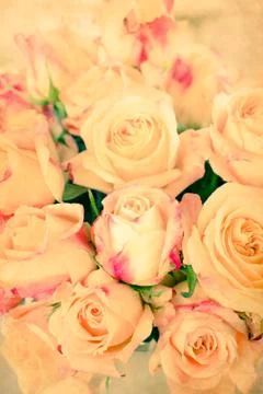 Yellow rose Stock Photos