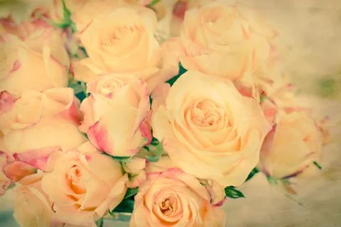 Yellow rose Stock Photos