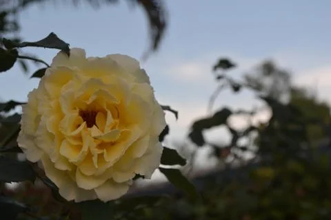 Yellow rose Foto stock