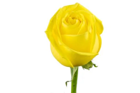 Yellow Rose Stock Photos