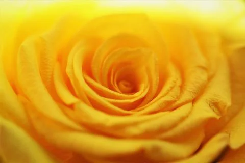 Yellow Rose Foto stock