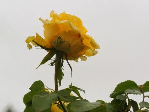 Yellow rose Stock Photos