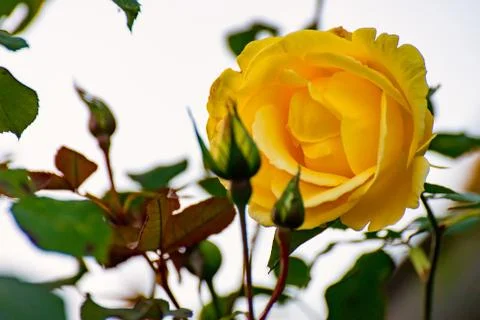 The Yellow Rose Stock Photos