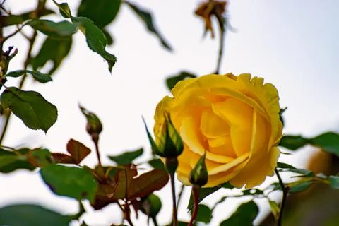The Yellow Rose Stock Photos