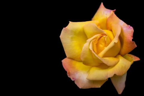 Yellow rose Stock Photos