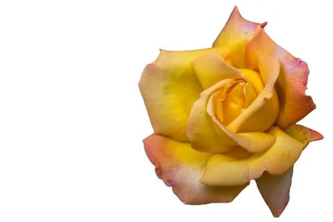 Yellow rose Stock Photos