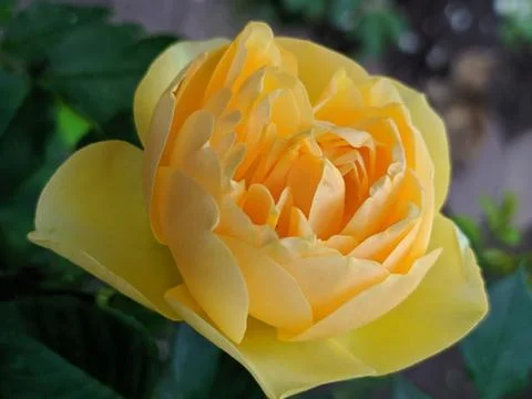 Yellow rose. Stock Photos