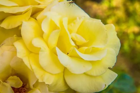 Yellow Rose Stock Photos