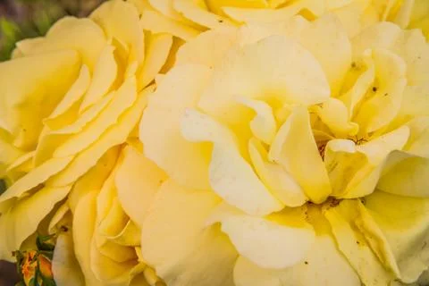 Yellow Rose Stock Photos