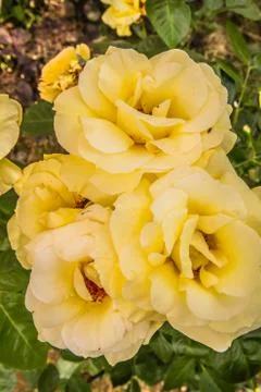Yellow Rose Foto stock