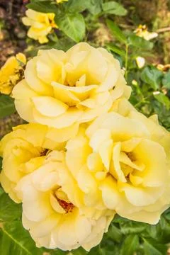 Yellow Rose Foto stock