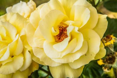 Yellow Rose Foto stock