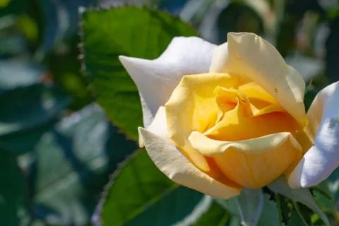 Yellow rose Stock Photos