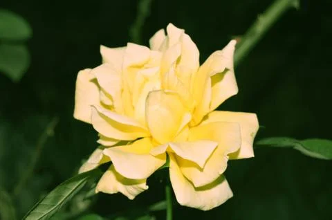 The yellow rose Stock Photos