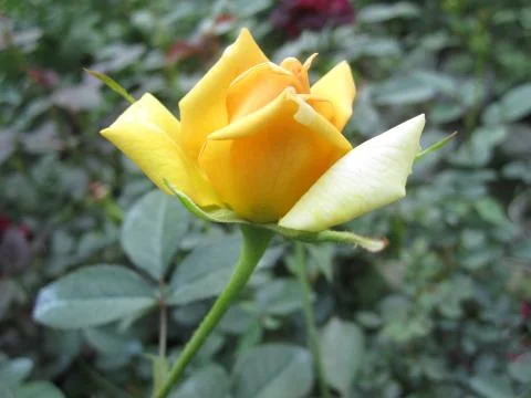 Yellow Rose Фото