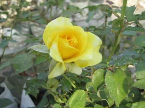 Yellow Rose Фото