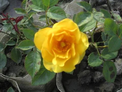 Yellow rose Stock Photos